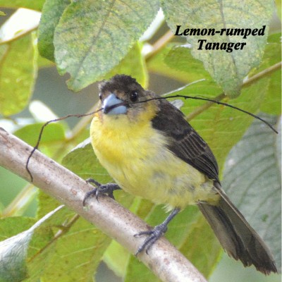 Lemon-rumped Tanager